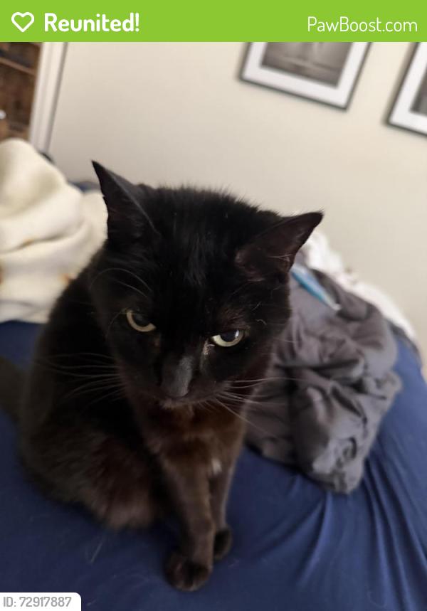 Reunited Female Cat last seen Marix Restraunt, West Hollywood, CA 90069
