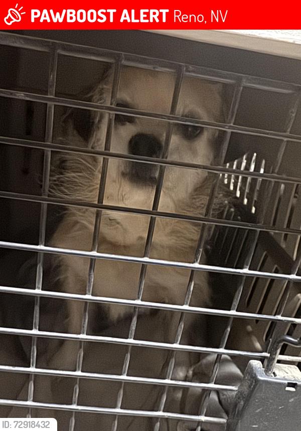 Lost Male Dog last seen Macaw lane, Reno, NV 89508