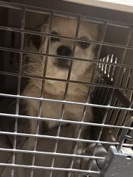 Lost Male Dog last seen Macaw lane, Reno, NV 89508