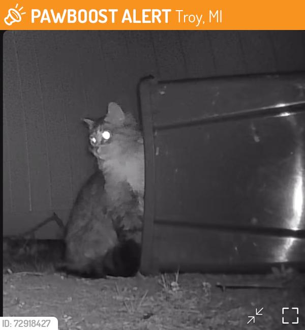 Found/Stray Unknown Cat last seen Between John r and Dequindre, between 16 and 17 mile. Barnard Elementary subdivision., Troy, MI 48083
