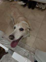 Reunited Female Dog last seen 64th st n and 27th ave , St. Petersburg, FL 33710
