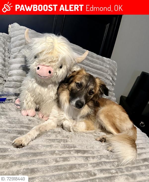 Lost Male Dog last seen Western and Sante Fe, Edmond, OK 73013