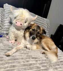 Lost Male Dog last seen Western and Sante Fe, Edmond, OK 73013