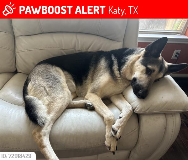 Lost Male Dog last seen Katy Park, Katy, TX 77493