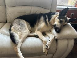 Lost Male Dog last seen Katy Park, Katy, TX 77493