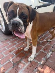 Reunited Male Dog last seen Long Beach Blvd. & Tenaya Ave. Lynwood, Lynwood, CA 90262