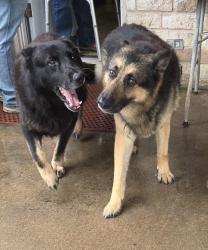 Reunited Male Dog last seen Sagemark Dr. & Sageyork Dr., Houston, TX 77089