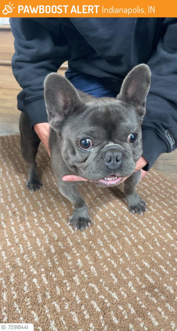 Found/Stray Male Dog last seen 34th and college, Indianapolis, IN 46205