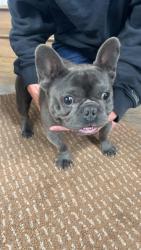 Found/Stray Male Dog last seen 34th and college, Indianapolis, IN 46205