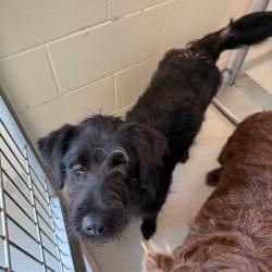 Shelter Stray Female Dog last seen , Norman, OK 73072