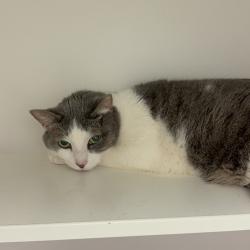 Shelter Stray Female Cat last seen , Philadelphia, PA 19140