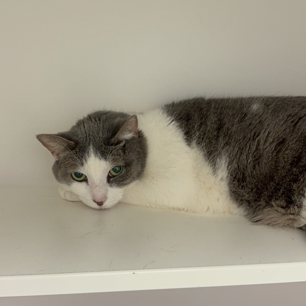 Shelter Stray Female Cat last seen , Philadelphia, PA 19140