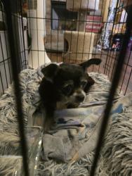 Reunited Unknown Dog last seen Bristol Park Edmond, OK 73013, Edmond, OK 73013