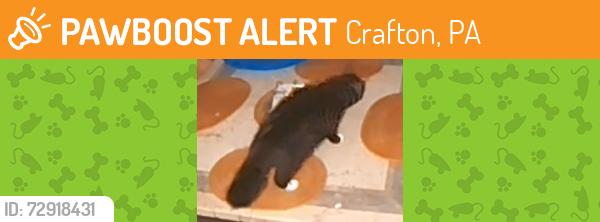 Found/Stray Unknown Cat last seen Off Noblestown road, Crafton, PA 15205