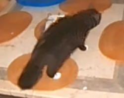 Found/Stray Unknown Cat last seen Off Noblestown road, Crafton, PA 15205