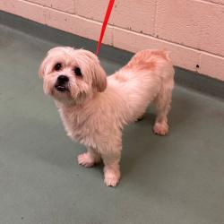 Shelter Stray Male Dog last seen , Memphis, TN 38133
