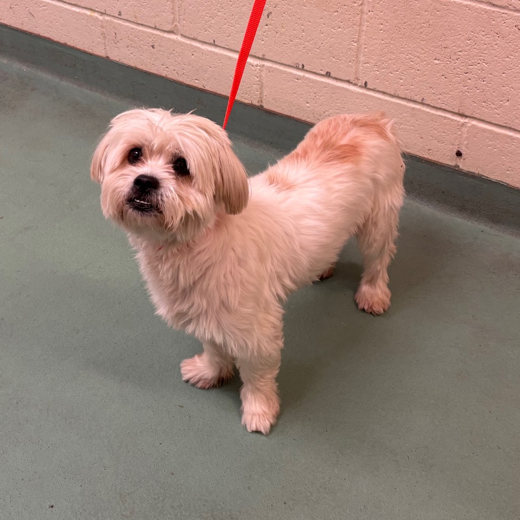 Shelter Stray Male Dog last seen , Memphis, TN 38133