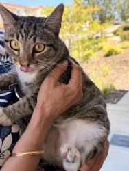 Reunited Unknown Cat last seen Dusty stone loop Rocklin CA 95765, Rocklin, CA 95765