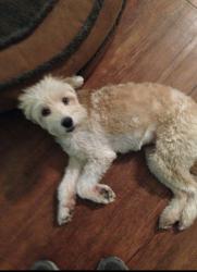 Lost Female Dog last seen Sunshine Road, Baker, LA 70714