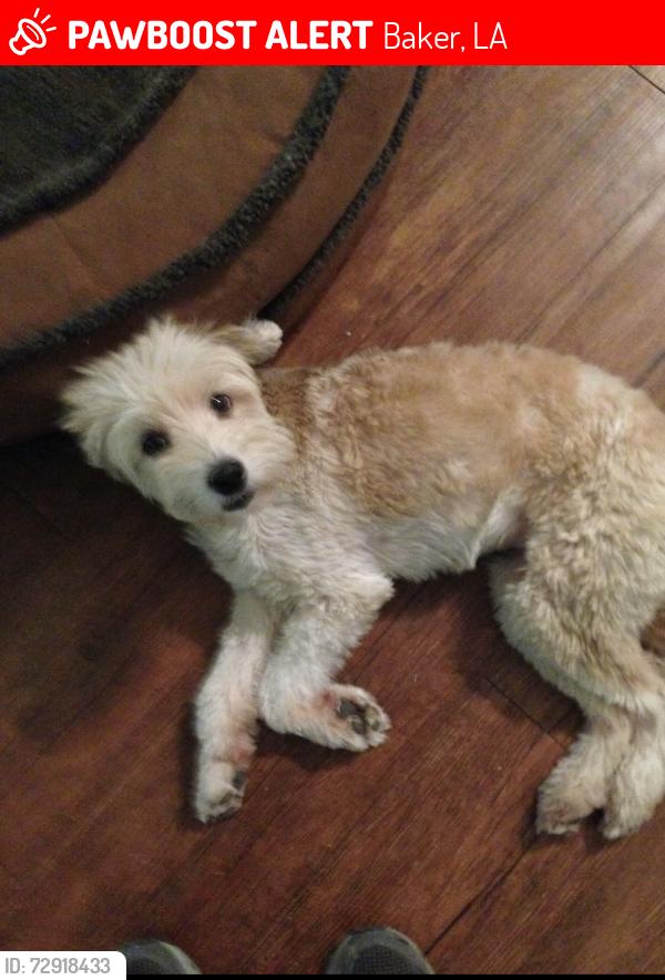 Lost Female Dog last seen Sunshine Road, Baker, LA 70714