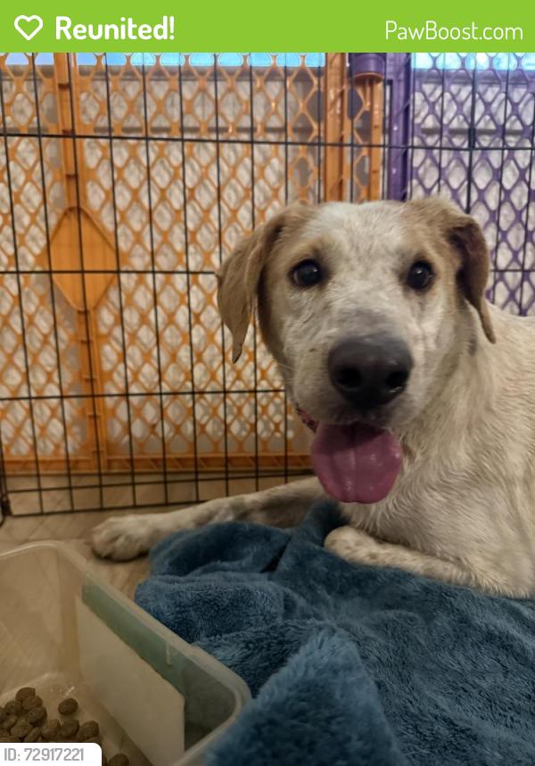 Reunited Female Dog last seen Near FM 775 Floresville Tx 78114, Floresville, TX 78114