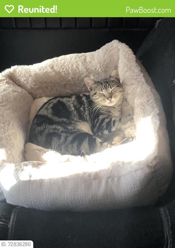 Reunited Female Cat last seen North Palm by Santa Paula Street , Santa Paula, CA 93060