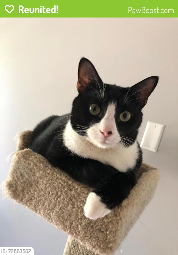Reunited Male Cat last seen Coles Mill Rd, Franklin, NJ 08322