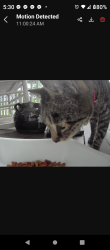 Found/Stray Unknown Cat last seen Lewisville Clemmons Rd & Marty Lane, Clemmons, NC 27012