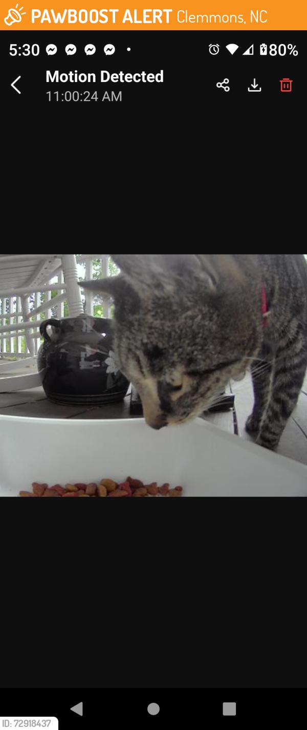 Found/Stray Unknown Cat last seen Lewisville Clemmons Rd & Marty Lane, Clemmons, NC 27012