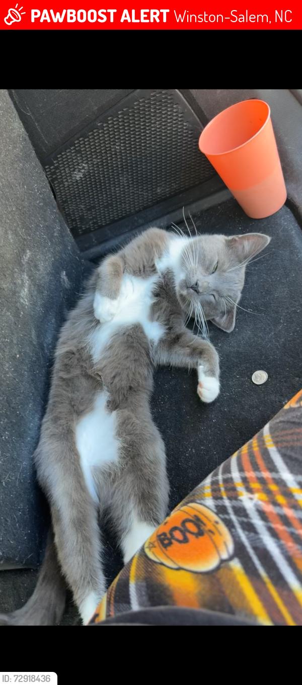 Lost Male Cat last seen Gumtree road & North Charles , Winston-Salem, NC 27107