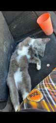 Lost Male Cat last seen Gumtree road & North Charles , Winston-Salem, NC 27107