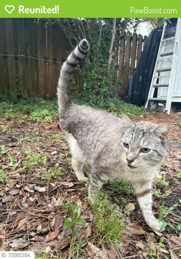 Reunited Unknown Cat last seen Fairway Dr, Wilmington, NC 28403, USA, Wilmington, NC 28403