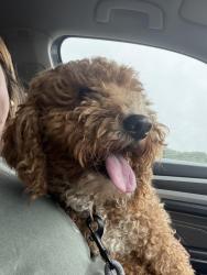Reunited Male Dog last seen Ansel School Road, Greer, SC 29651