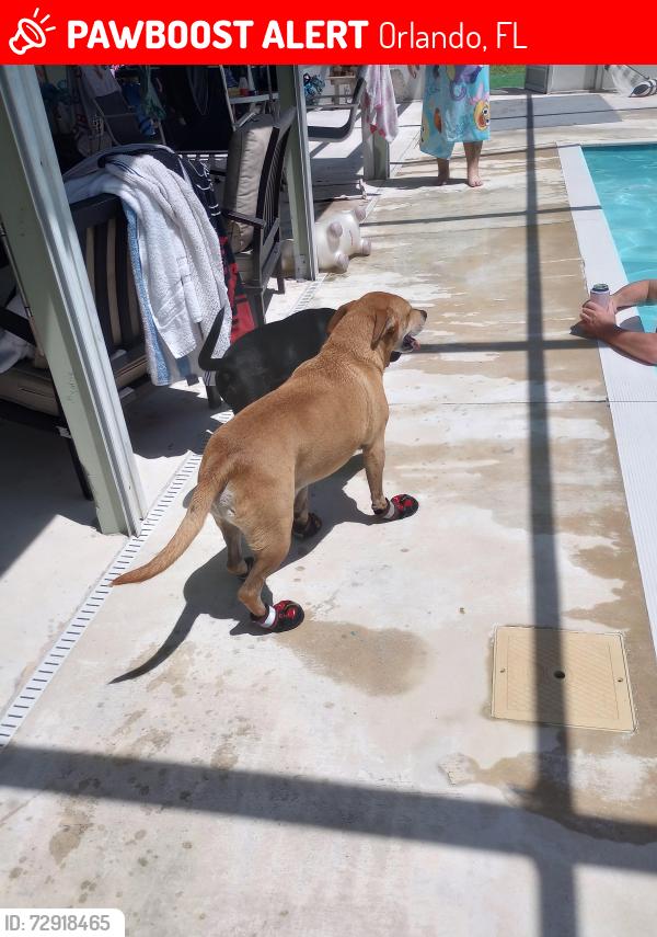 Lost Male Dog last seen In the resort, Orlando, FL 32819