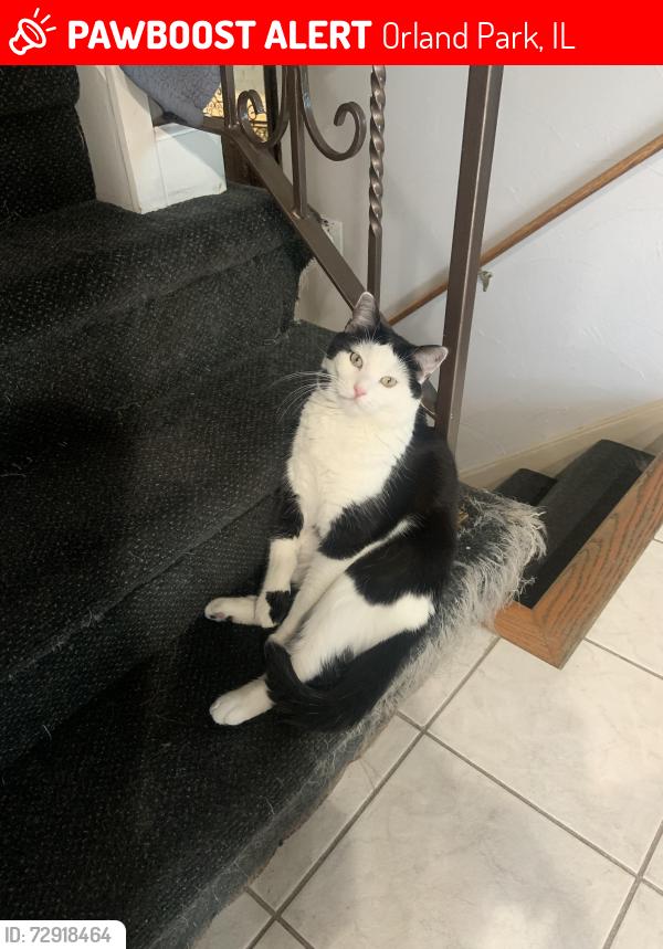 Lost Male Cat last seen Pinewood east subdivision , Orland Park, IL 60467