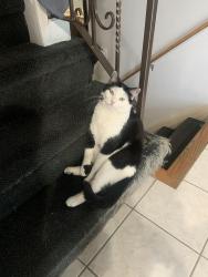 Lost Male Cat last seen Pinewood east subdivision , Orland Park, IL 60467