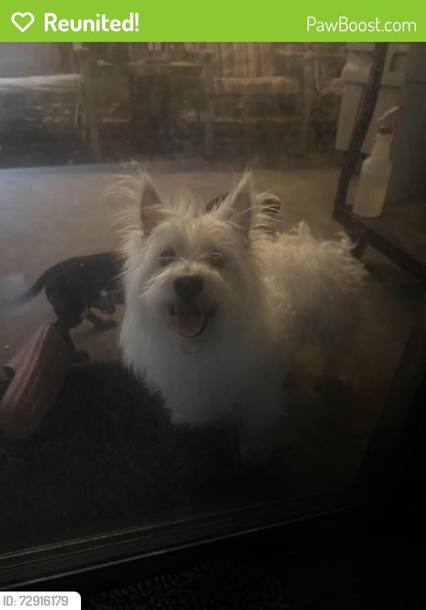 Reunited Male Dog last seen San Marcos Dr and S Normandale , Fort Worth, TX 76116