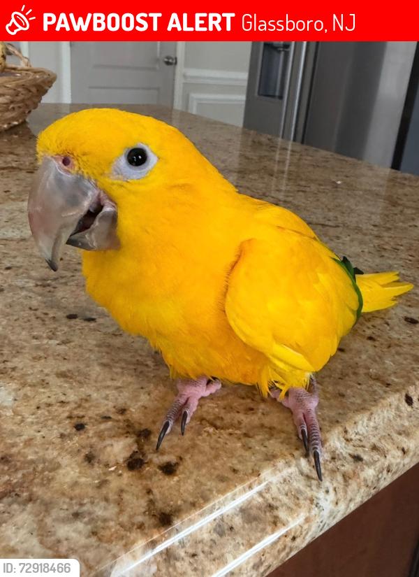 Lost Female Bird last seen Aura road and Ellis mill road, Glassboro, NJ 08028