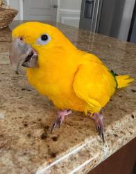 Lost Female Bird last seen Aura road and Ellis mill road, Glassboro, NJ 08028