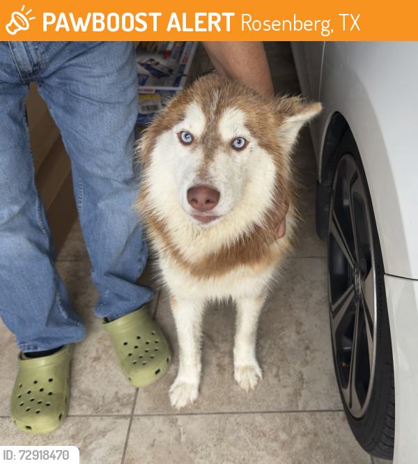 Found/Stray Unknown Dog last seen Briarwood crossing , Rosenberg, TX 77471