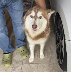 Found/Stray Unknown Dog last seen Briarwood crossing , Rosenberg, TX 77471