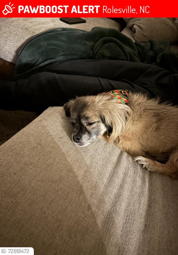 Lost Female Dog last seen Last seen running behind the hse towards SECU on Rodger’s rd , Rolesville, NC 27571