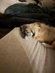 Lost Female Dog last seen Last seen running behind the hse towards SECU on Rodger’s rd , Rolesville, NC 27571