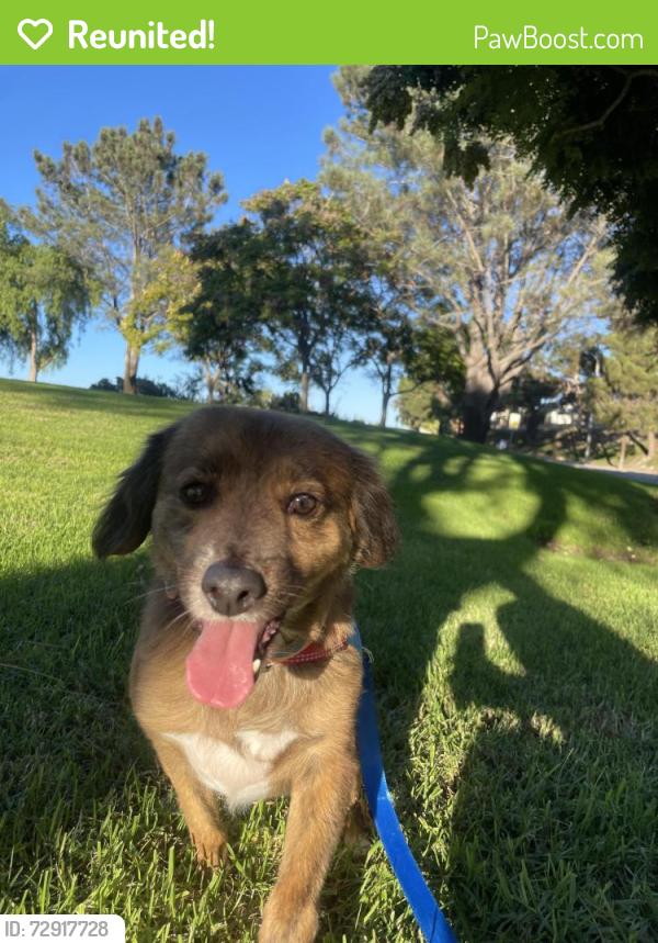 Reunited Male Dog last seen Explorer Park , Chula Vista, CA 91910