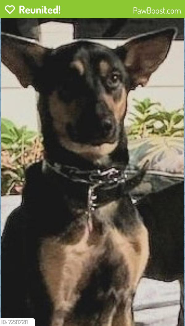 Reunited Female Dog last seen Voss Rd and Capistrano Drive, Dallas, TX 75287