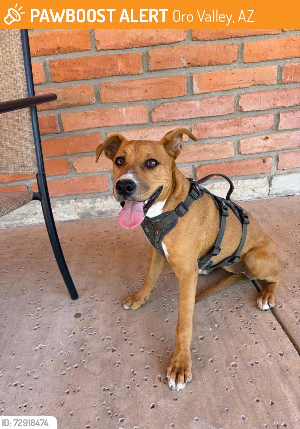 Found/Stray Female Dog last seen LaCholla and Lucero, Oro Valley, AZ 85737