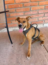Found/Stray Female Dog last seen LaCholla and Lucero, Oro Valley, AZ 85737