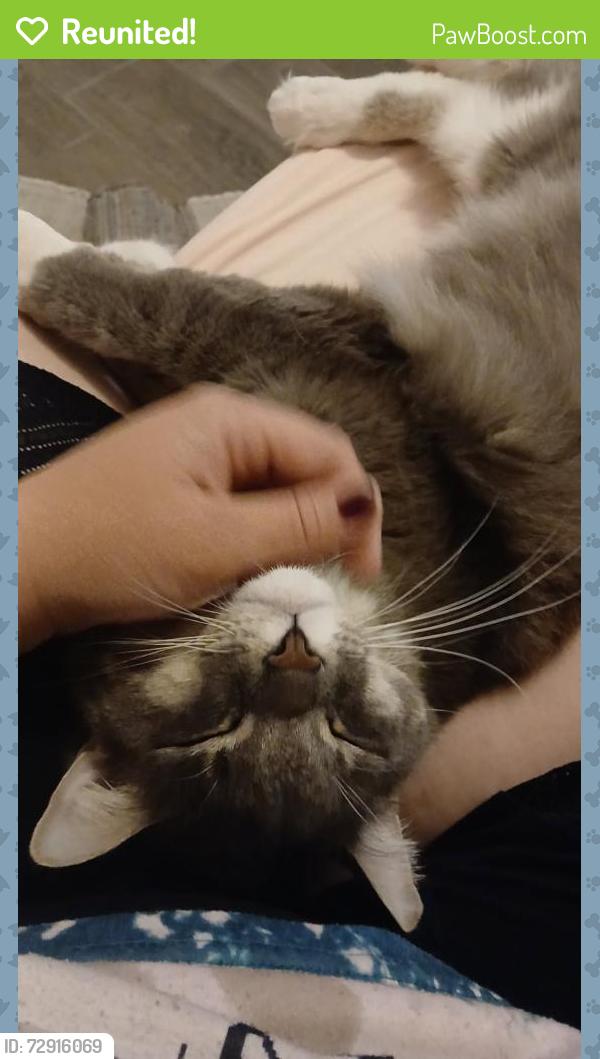 Reunited Male Cat last seen Houghton and Plaza realiza , Vail, AZ 85641