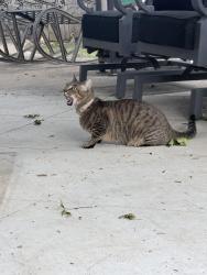 Reunited Male Cat last seen 101st & Elm, Broken Arrow, OK 74012