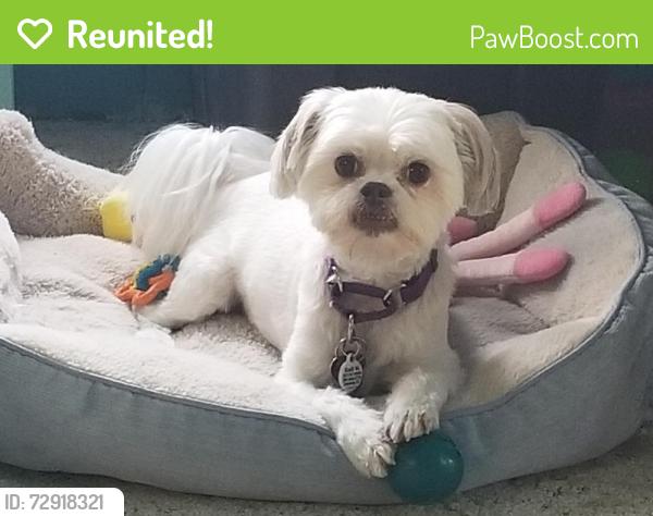 Reunited Female Dog last seen Floral park neighborhood, Atlantis, FL 33462